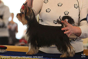 ����������� ������ �����.