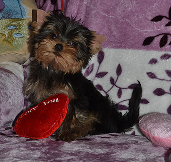 ����������� ������ �����