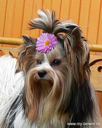 ����������� �������.