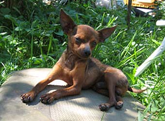 ������� ���-������