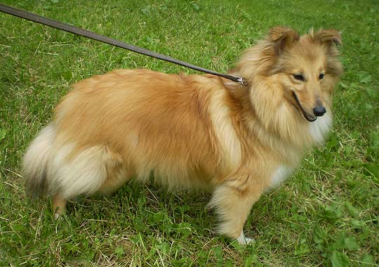 ����� ������� ����� ����.