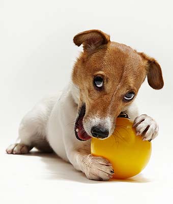 ���� ������ ������.