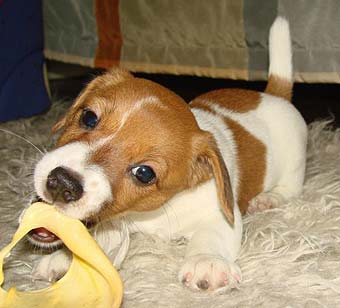 ���� ������ ������.