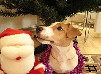 ���� ������ ������.