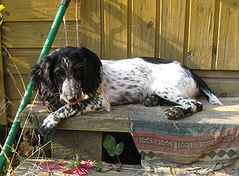 ������� ��������