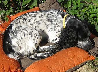 ������� ��������