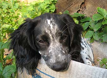 ������� ��������