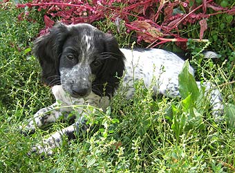 ������� ��������