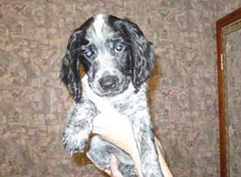 ������� ��������