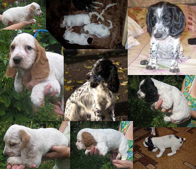 ������� ��������