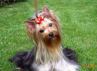 ����������� ������ ������ �� �������� ���� ��� 12 �������