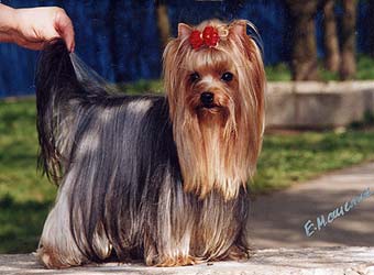 ������ ������������ �������