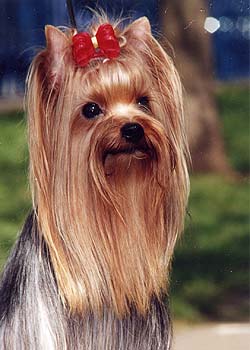 ������ ������������ �������