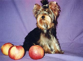 ����������� ������ ������ �� �������� ���� ��� 5 �������