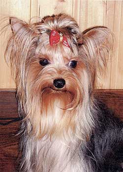 ������ ������������ �������