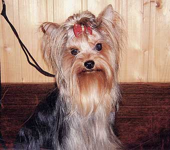 ������ ������������ �������