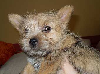 Norwich Terrier.