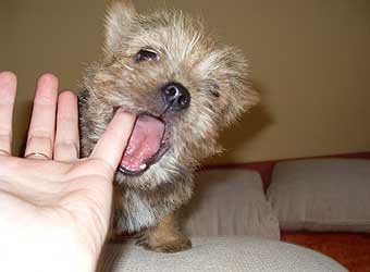 ������ ������.