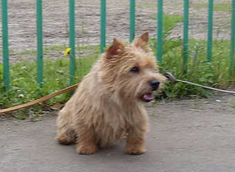 Norwich Terrier.