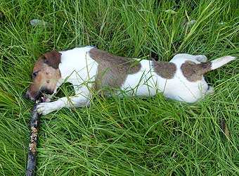 ���� ������ ������.