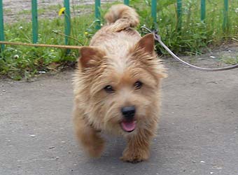 ������ ������.