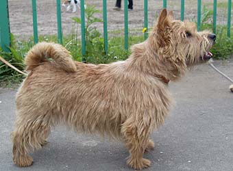Norwich Terrier.