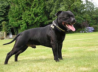 Staffordshire Bull Terrier.