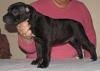 ����� ���������������� �����������.