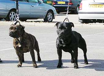 ��������������� ����������.