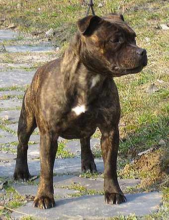 ��������������� ����������.