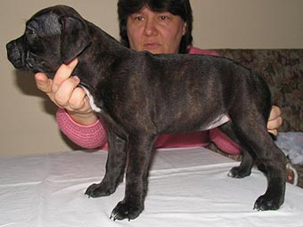 ����� ���������������� �����������.