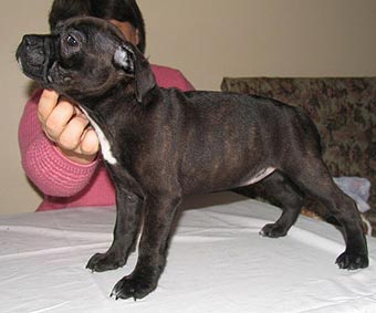 ����� ���������������� �����������.