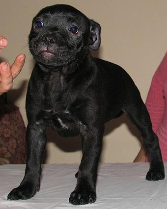 ����� ���������������� �����������.