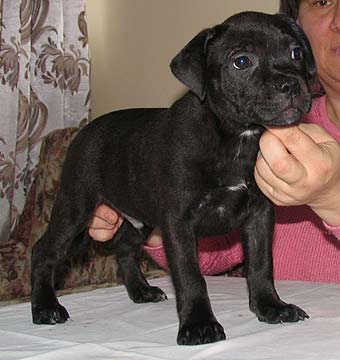 ����� ���������������� �����������.