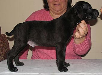 ����� ���������������� �����������.