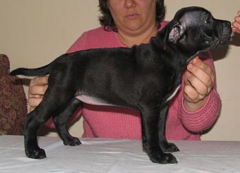 ����� ���������������� �����������.