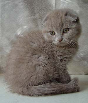 ����������� ��������� �������.