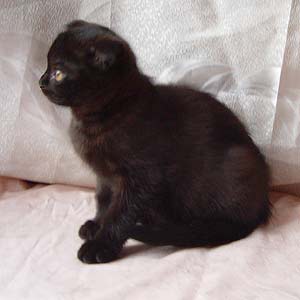 ����������� ��������� �������.