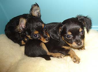 ����� �������� ���