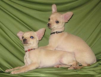 ����� �������� ���