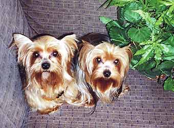 ����������� ������ �����.