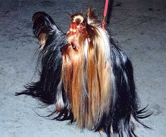 ����������� ������.