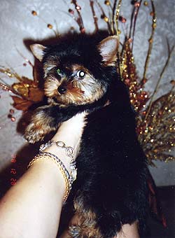 ��������� ���� ����������.