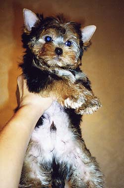 ����������� ������.