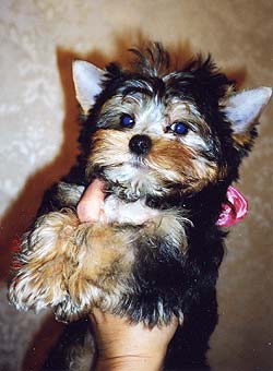 ����������� �������.