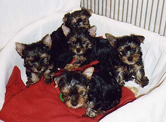 ����������� �������.