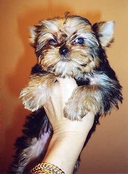 ����������� ������.