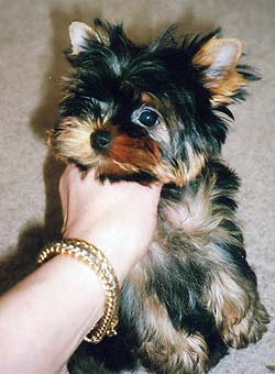 ����������� ������.