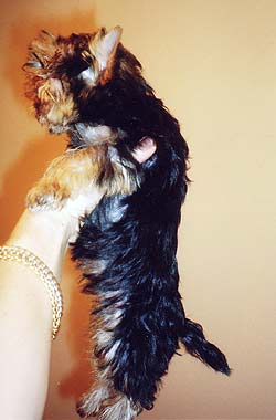 ����������� ������.