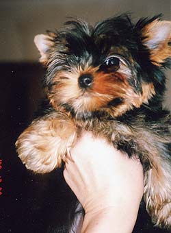 ����������� ������.